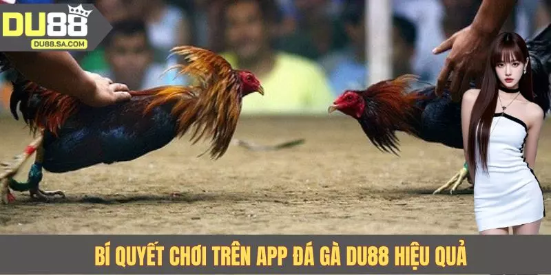 Bí quyết chơi trên app đá gà DU88 hiệu quả