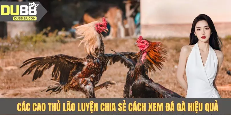 Các cao thủ lão luyện chia sẻ cách xem đá gà hiệu quả