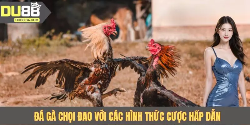 Đá gà chọi đao với các hình thức cược hấp dẫn