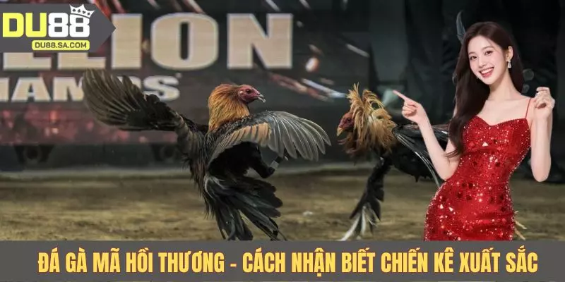 Đá gà mã hồi thương - Cách nhận biết chiến kê xuất sắc