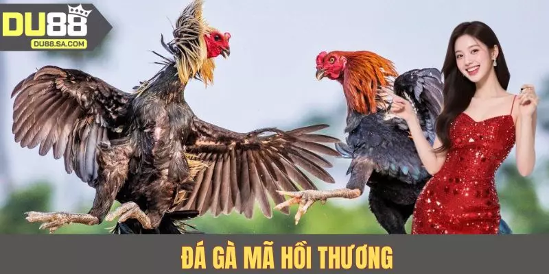 Đá Gà Mã Hồi Thương - Kinh Nghiệm Từ Các Sư Kê Hàng Đầu