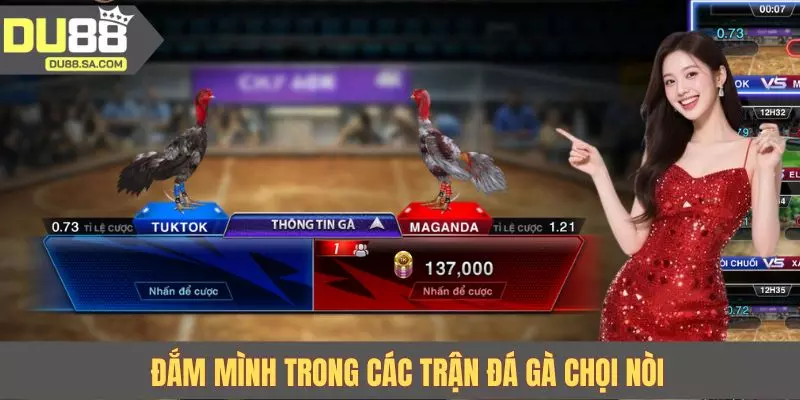 Đắm mình trong các trận đá gà chọi nòi
