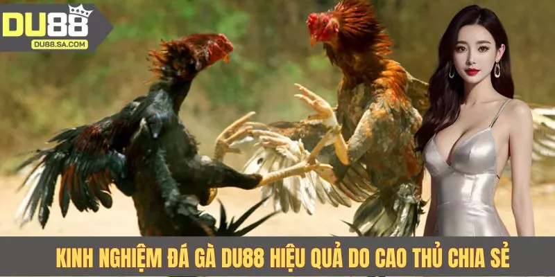 Kinh nghiệm đá gà DU88 hiệu quả do cao thủ chia sẻ