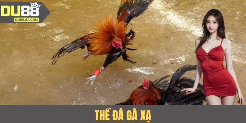 Thế Đá Gà Xạ - Chiến Lược Thắng Trận Từ Sư Kê Uy Tín