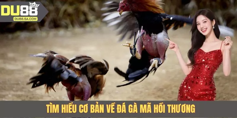 Tìm hiểu cơ bản về đá gà mã hồi thương